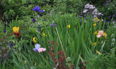 Iris_nB_12__5490.jpg