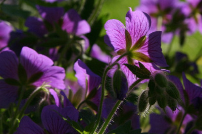 Geranium-Mai-10.jpg
