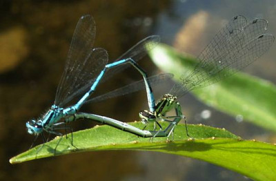 Coenagrion_puella_-_Hufeisen-Azurjungfer_09.jpg