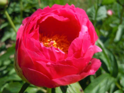cyterea_ablkklajf_002.JPG