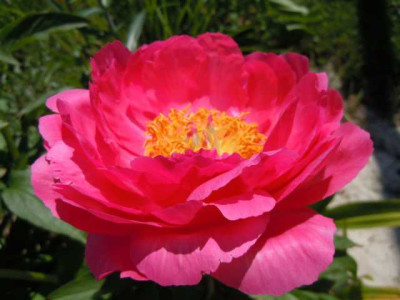 cyterea_ablkklajf_003.JPG