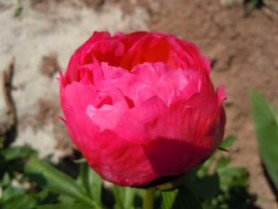 cyterea_ablkklajf_004.JPG