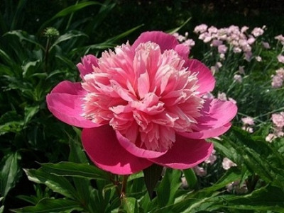 rosa_gefullt_1.jpg