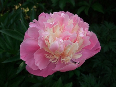 rose_gefullt_2.jpg