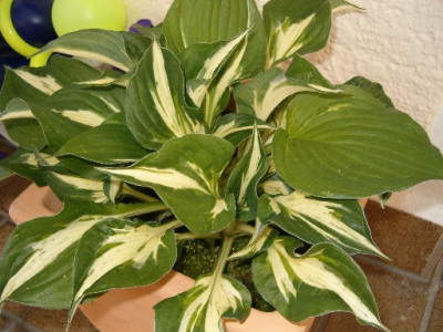 300505_Hosta2.jpg