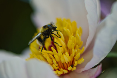 Bienenfliege-1-Mai2412.jpg