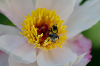 Bienenfliege-2-Mai2412.jpg