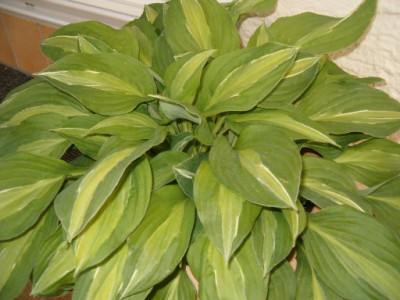 Hosta1.jpg