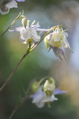 Aquilegia_fragrans.jpg