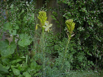 asphodeline.jpg