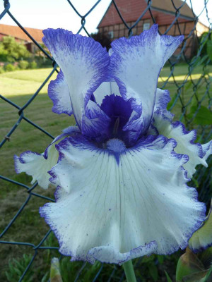 Iris_barb._elat._Orinoko_Flow_P10401272.jpg
