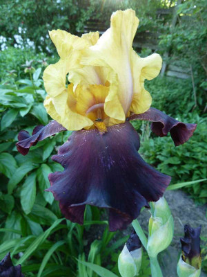 Iris_barb._elat._La_Vigilante_P10401301.jpg