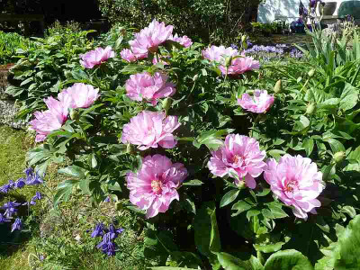 Paeonia_First_Arrival_P10401121.jpg