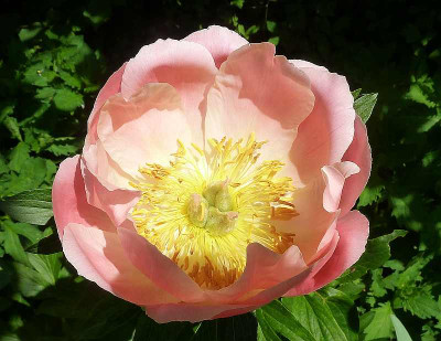 Paeonia_Coral_Sunset_P10401201.jpg