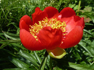 Paeonia_peregrina_P10401131.jpg