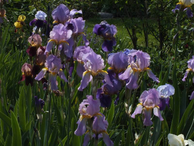 iris_20120522_zg.jpg