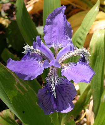 IMG_0499_eIris_tectorum.JPG