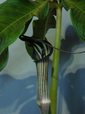 Arisaema_concinnum_A_900x900_80KB.jpg