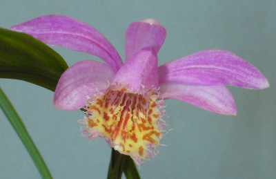 Pleione_Soufriere_12_900x900_80KB.jpg
