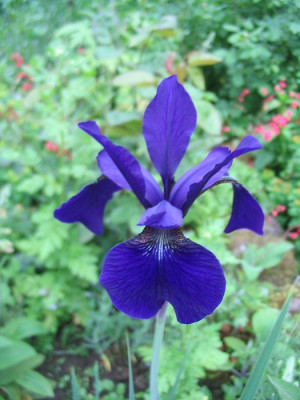 Iris_sibirica_2_Hortu.jpg