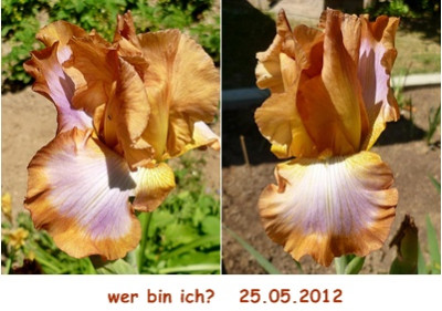 braun-lila3.JPG