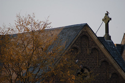 falke_tauben_040328_034.jpg