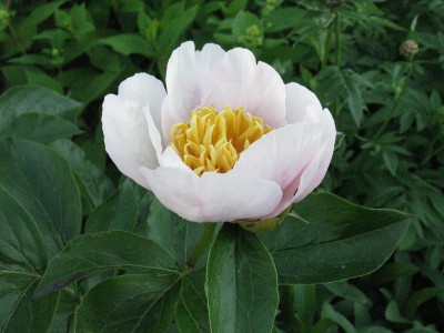 Paeonia_Requiem_Gartenpur.jpg