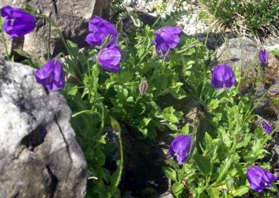 Campanula_pulla_2005-05-29.JPG