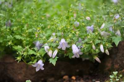 Symphyandra_zanzegura.jpg