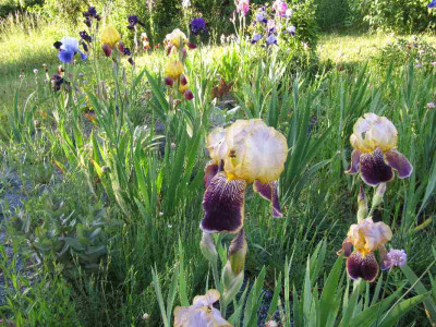 Irisbeet_120515.jpg