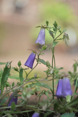 Symphyandra_wanneri.jpg