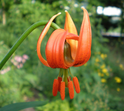 GP_Lilium_carniolicum_2012-05-25e.jpg