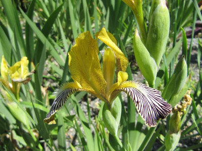 Iris_variegata_120525.jpg