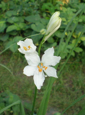 GP_Paradisea_liliastrum_2012-05-25e.jpg