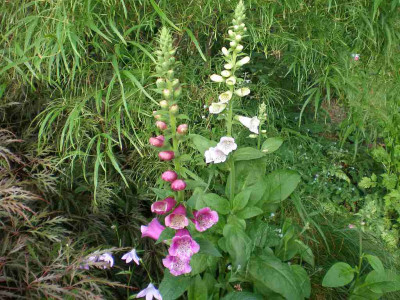GP_Digitalis_purpurea_2012-05-25e.jpg
