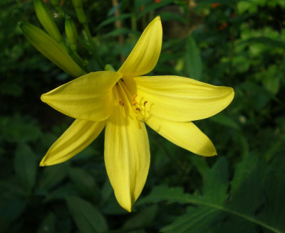 GP_Hemerocallis_lilioasphodelus_2012-05-25e.jpg