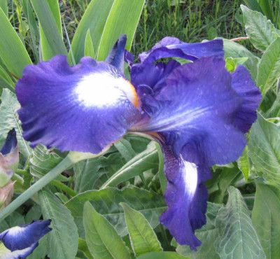 Welche_Iris_120525.jpg