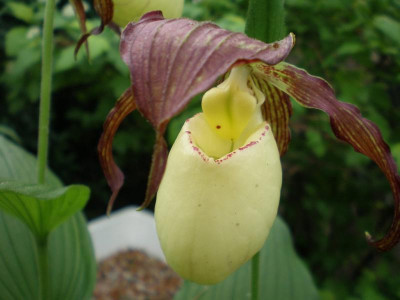 GP_Cypripedium_Kentucky_2012-05-23e.jpg