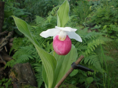 GP_Cypripedium_reginae_2012-05-25e.jpg