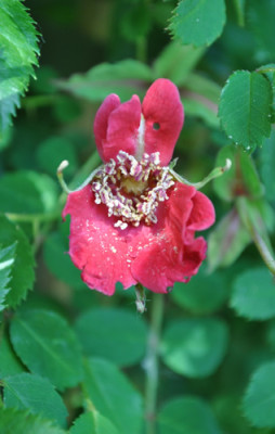 Saemlingsbluete_1_SH_12__5697.jpg