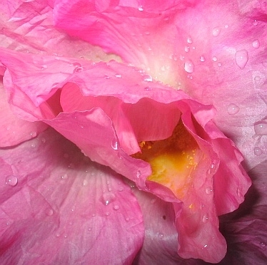 Papaver_rhoeas_A.jpg
