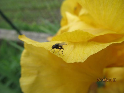 Iris_bud_fly_small_003.JPG