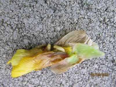 Iris_bud_fly_small_004.JPG