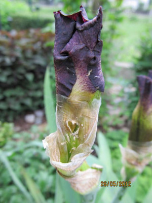 Iris_bud_fly_small_002.JPG