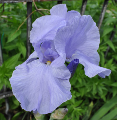 Iris_hb_12__5638.jpg