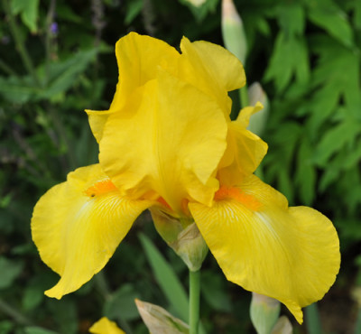 Iris_g_12__5639.jpg