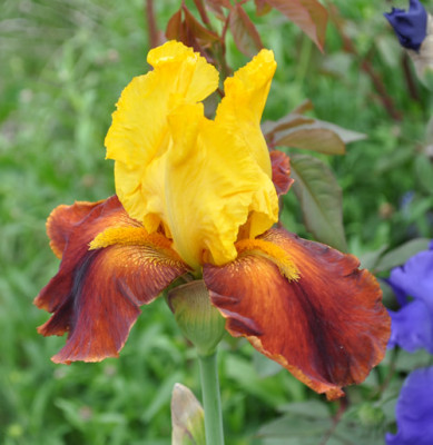 Iris_gb_12__5631.jpg