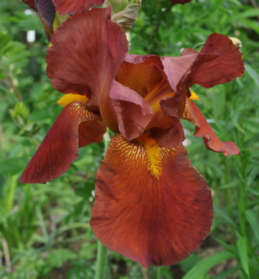 Iris_br_12__5645.jpg