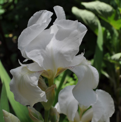 Iris_w_12__5679.jpg