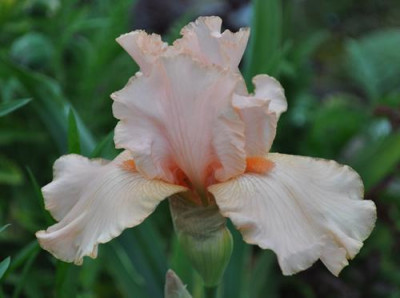 Iris_a_12__5449.jpg